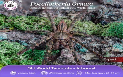 POECILOTHERIA ORNATA / FRINGED ORNAMENTAL TARANTULA - SLING